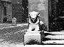 leoni del Pedrocchi sotto la neve -Giorgio Grasselli- (Daniele Zorzi)